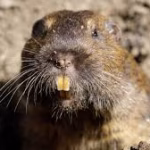 Pocket Gophers removal tampa