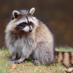 Raccoon Control & Removal Services in Tampa, FL