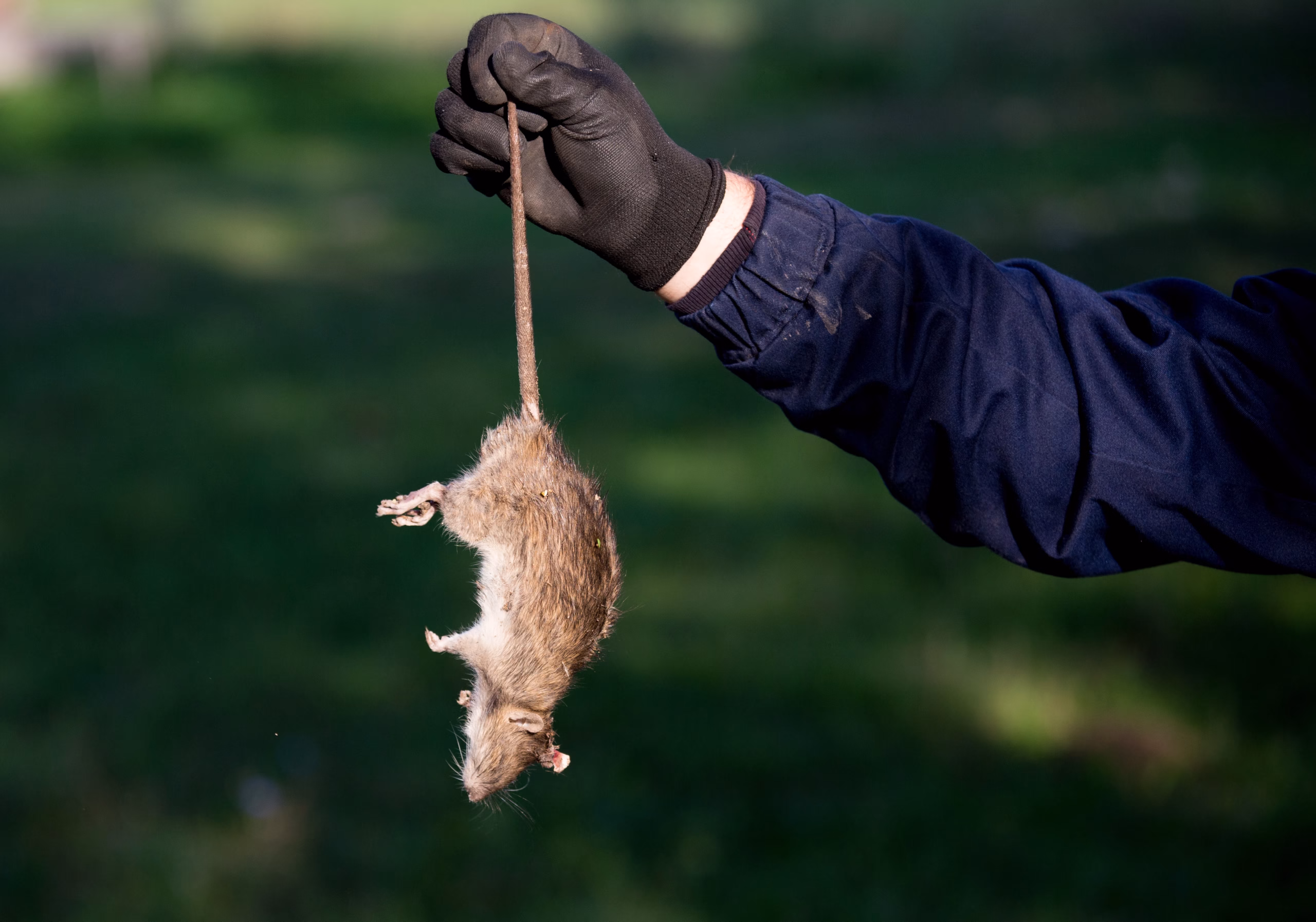 Rodent Control Services in Osceola County, FL