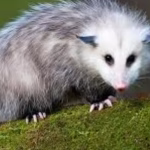 Rodent Control in Tampa
