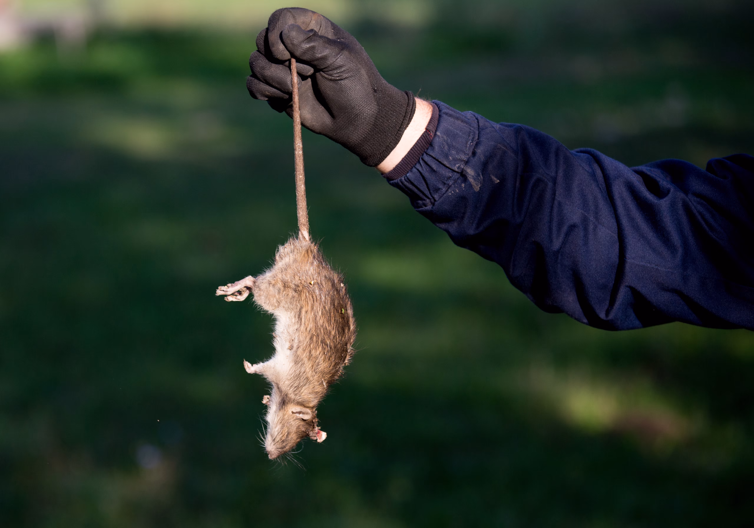 Rodent Control in Winter Park