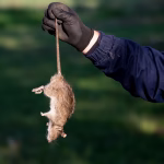 Farmer,With,Protective,Gloves,Holding,Dead,Rat,For,Tail,On