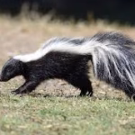 Skunk removal tampa