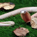 Snake Removal Services Tampa