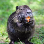 nutria removal tampa