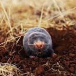 Mole Removal Services Winter Park