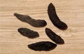 Roof Rat scat