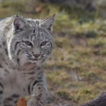 bobcat removal Winter Park
