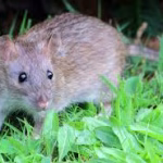 rat removal Winter Park