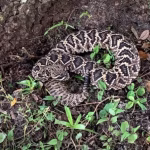 Snake Removal Services Winter Park