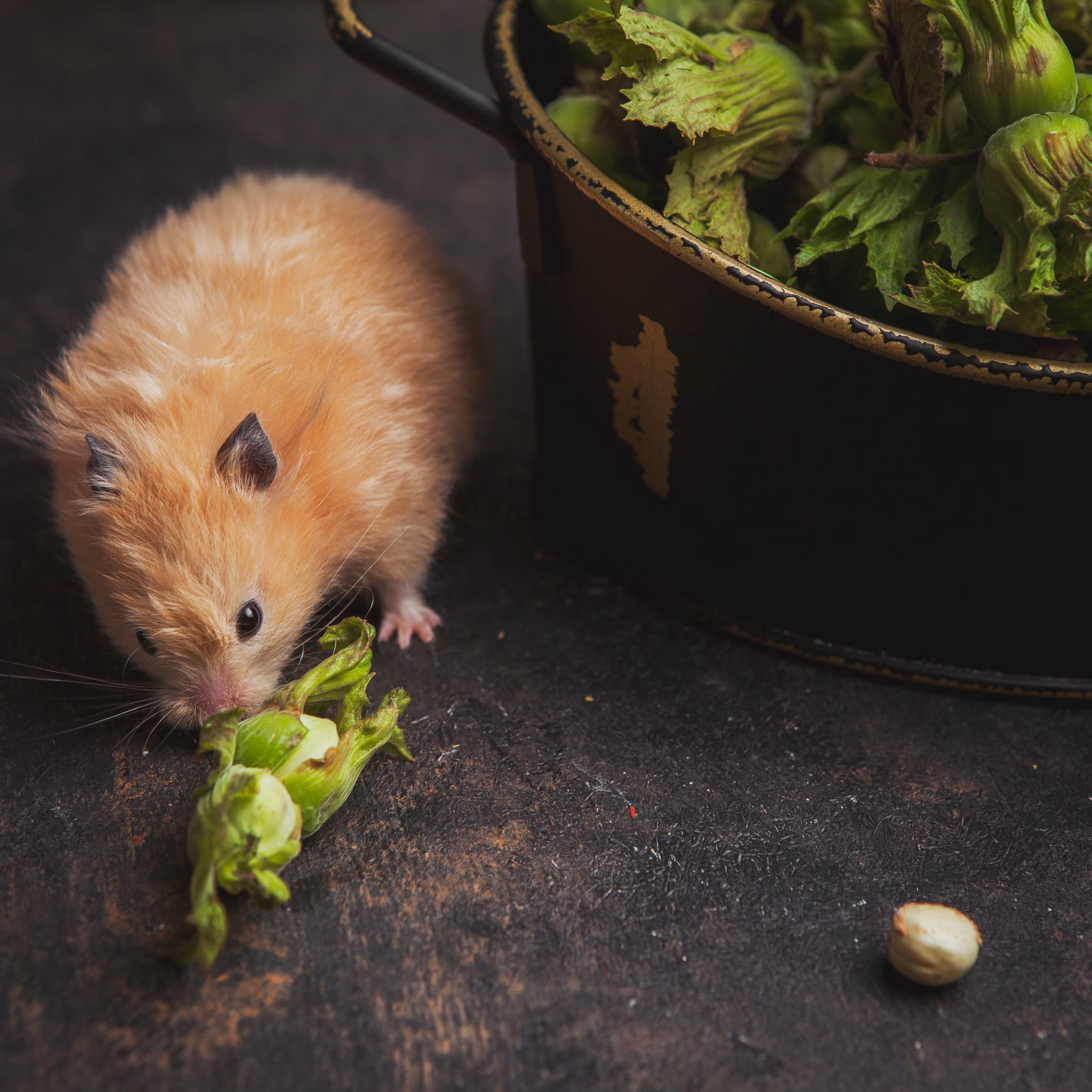Rodent Control Services in Ocoee
