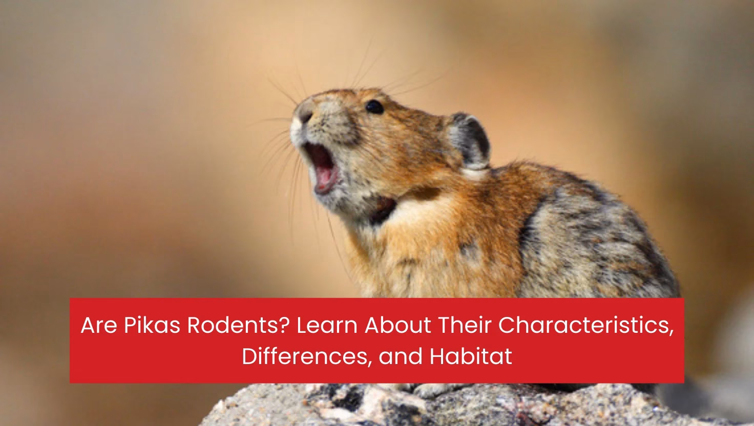 Are Pikas Rodents? Learn About Their Characteristics, Differences, and Habitat