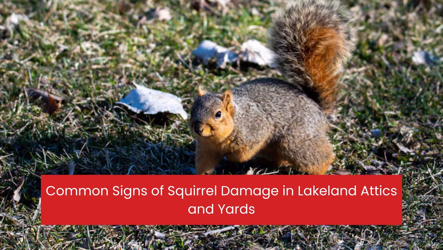 10 Common Signs of Squirrel Damage in Lakeland Attics and Yards