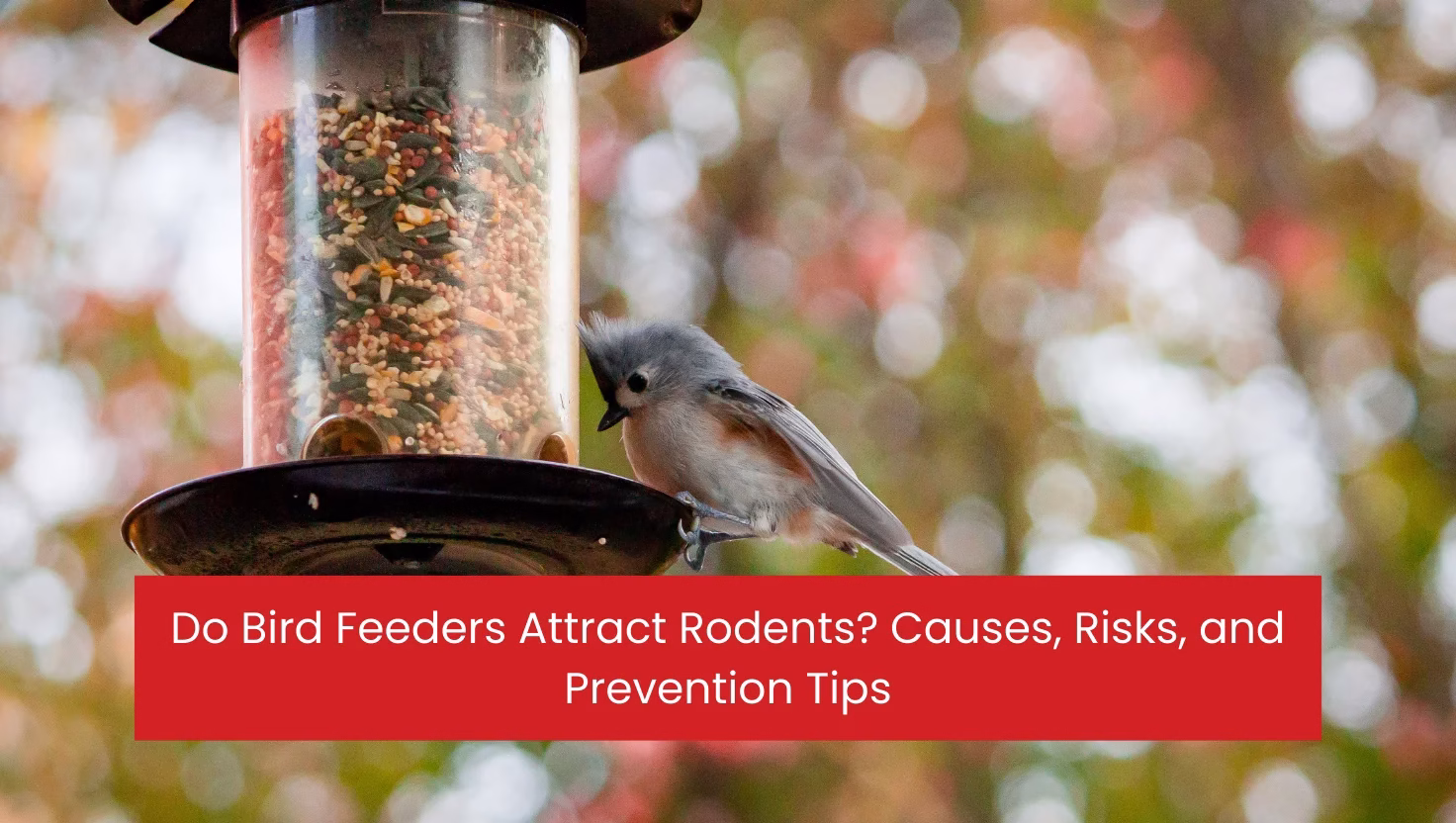 Do Bird Feeders Attract Rodents? Causes, Risks, and Prevention Tips