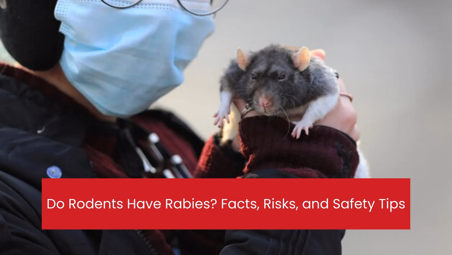 Do Rodents Have Rabies? Facts, Risks, and Safety Tips