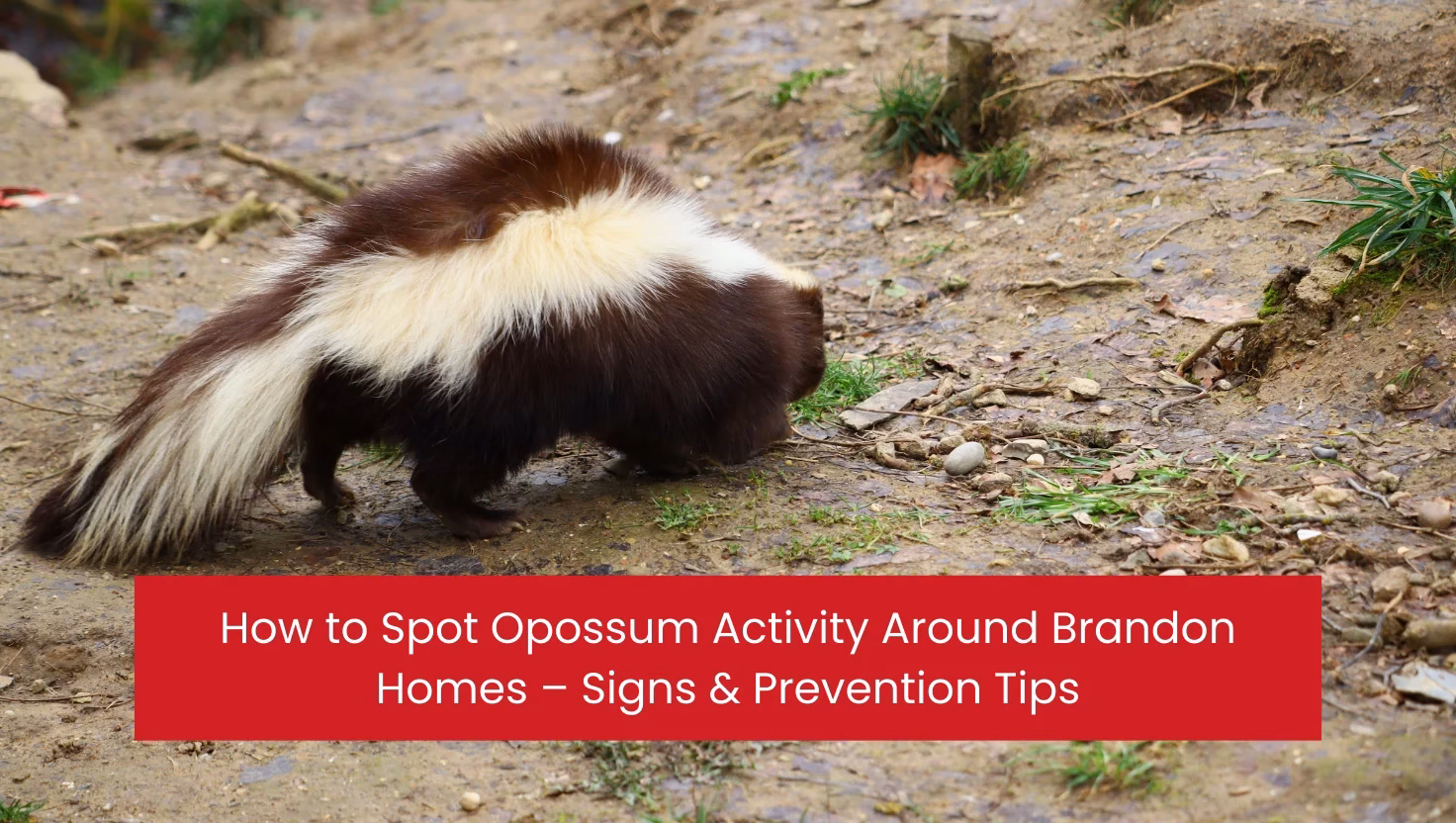 How to Spot Opossum Activity Around Brandon Homes – Signs & Prevention Tips