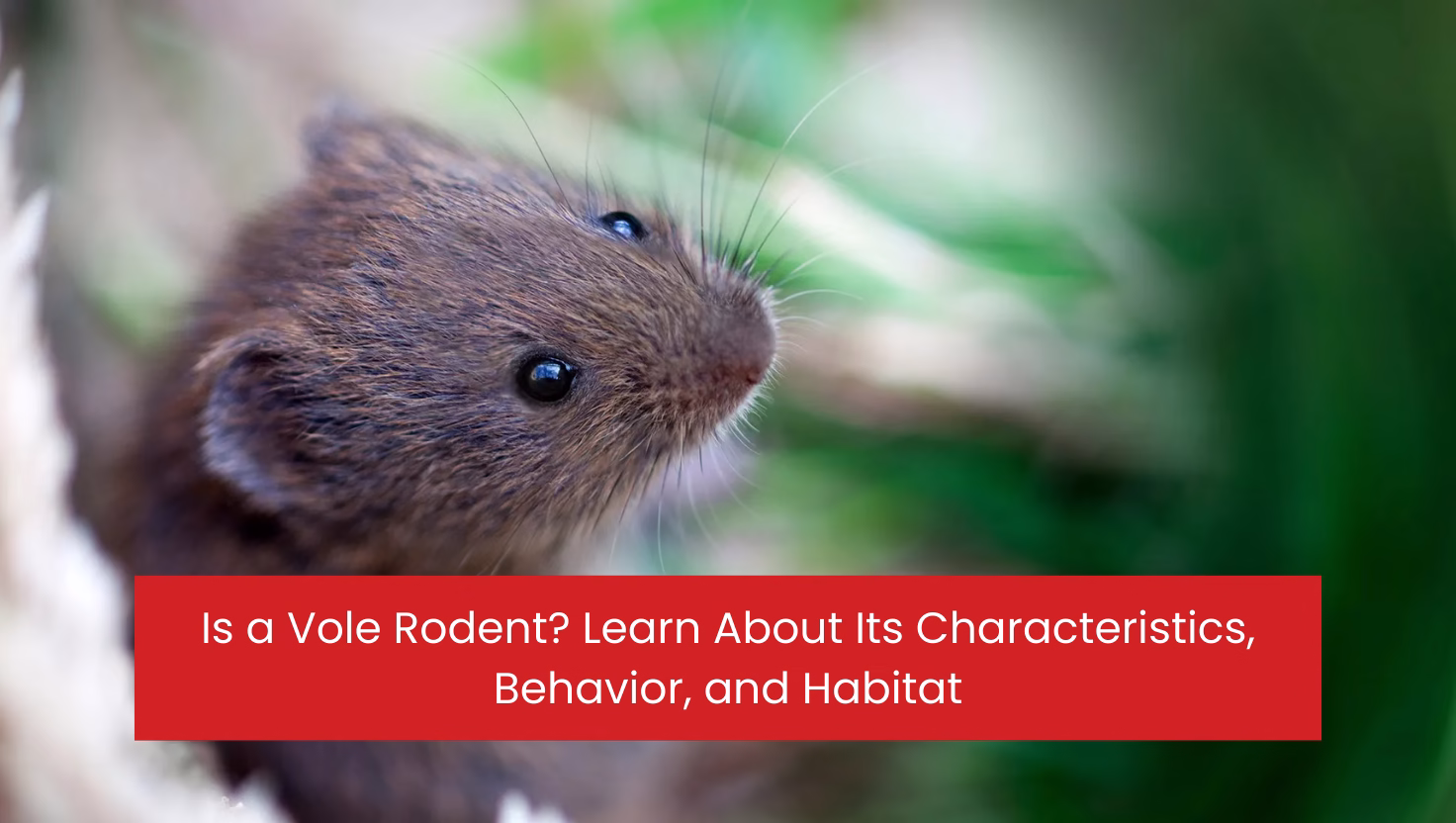 Is a Vole Rodent? Learn About Its Characteristics, Behavior, and Habitat