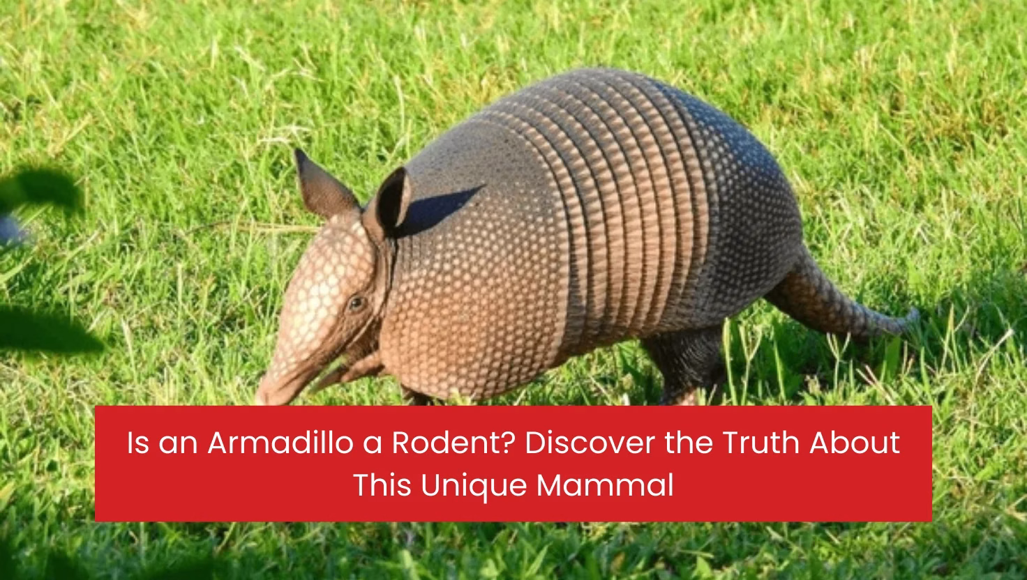 Is an Armadillo a Rodent? Discover the Truth About This Unique Mammal