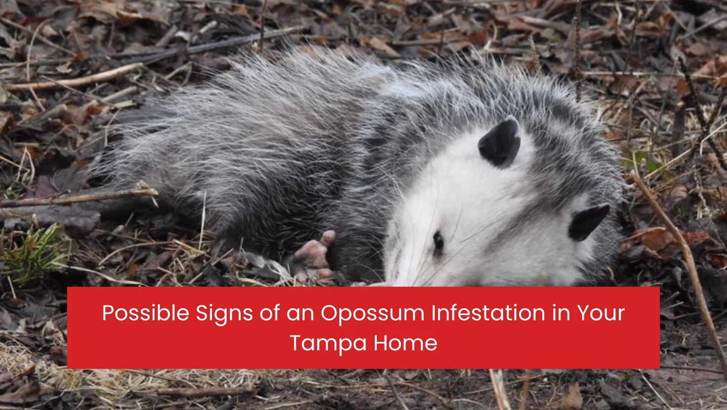 Possible Signs of an Opossum Infestation in Your Tampa Home