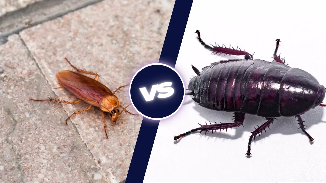 Cockroach vs. Palmetto Bug in Florida — Key Differences & Tips