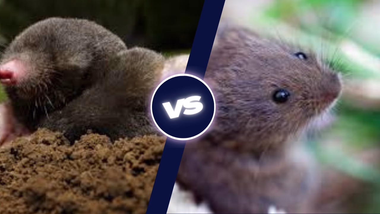 Difference Between Voles and Moles - Key Characteristics, and Identification