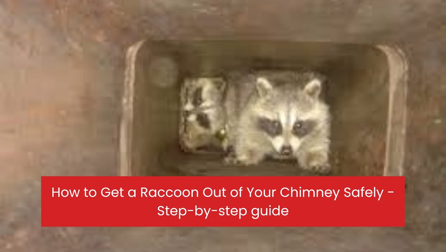 How to Get a Raccoon Out of Your Chimney Safely - Step-by-step guide