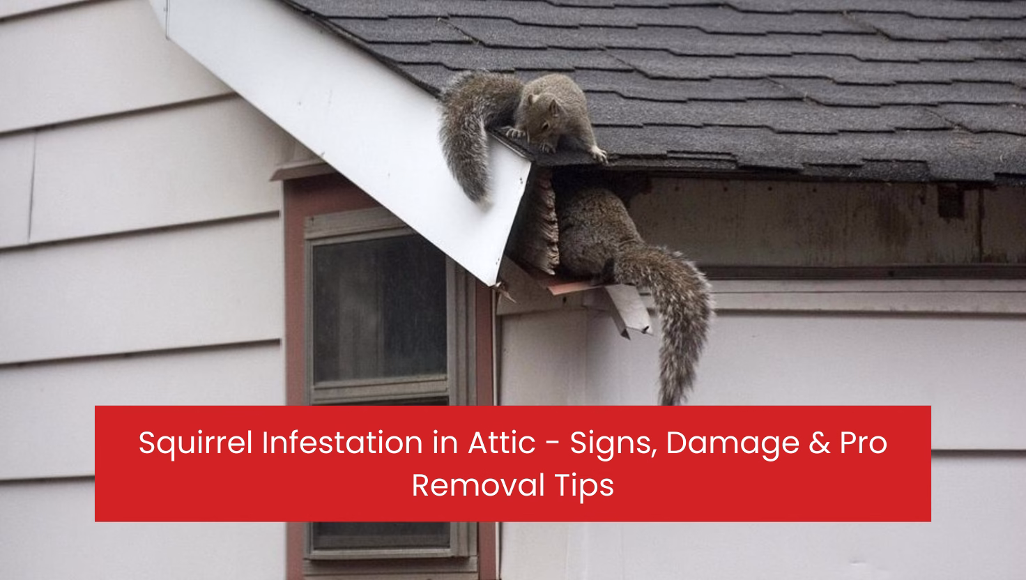 Squirrel Infestation in Attic - Signs, Damage & Pro Removal Tips