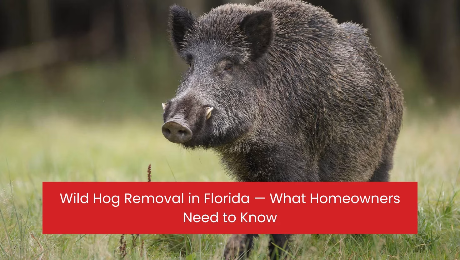 Wild Hog Removal in Florida — What Homeowners Need to Know