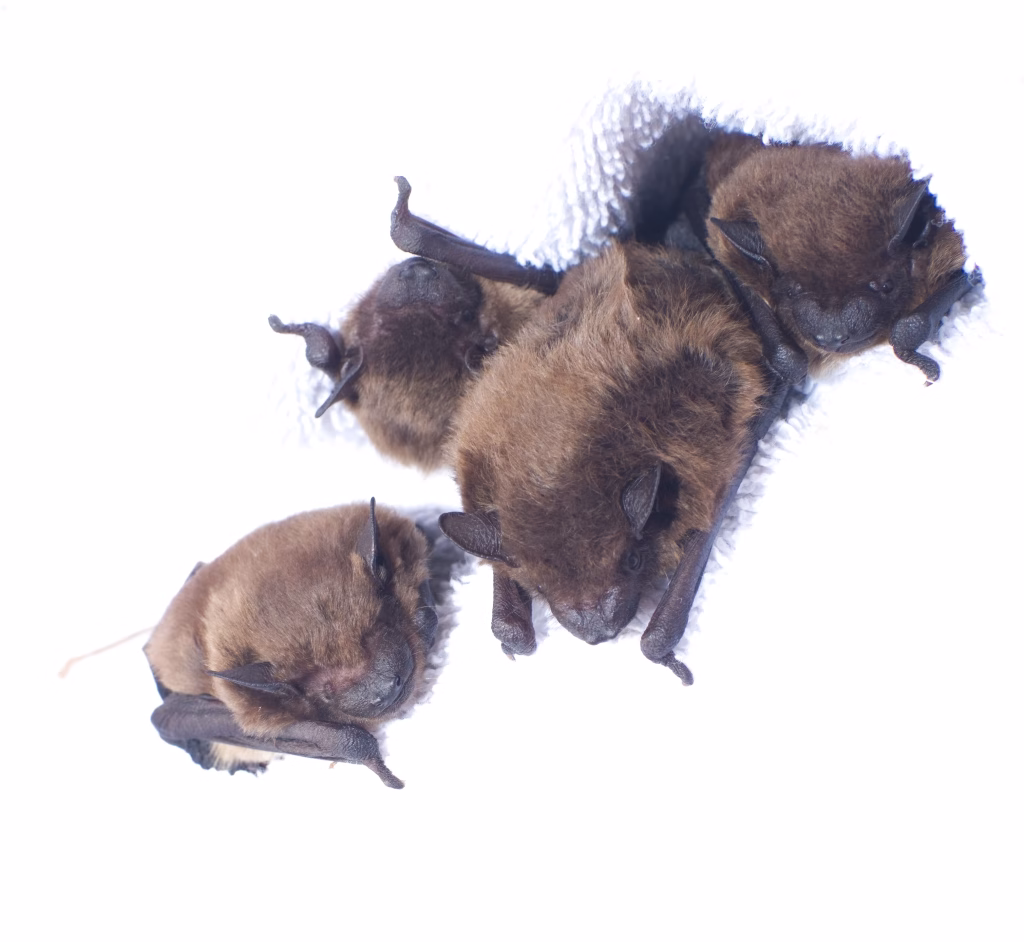 How to Keep Evening Bats Out of Your Central Florida Home