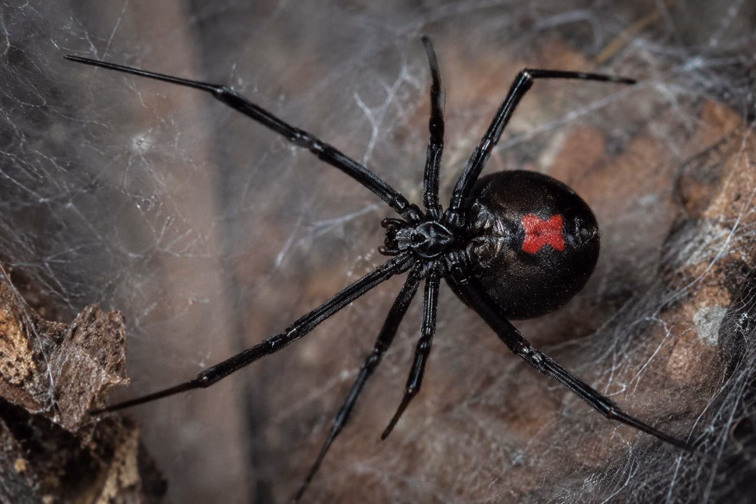 Black Widow Spider