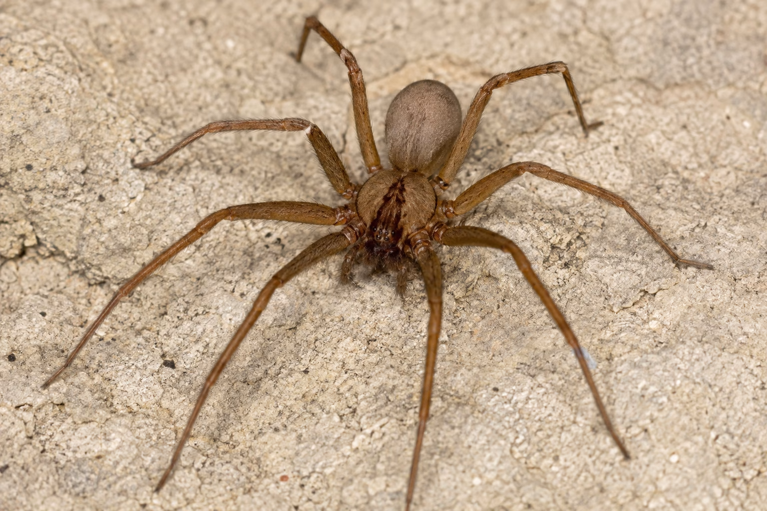 Brown Recluse Spider