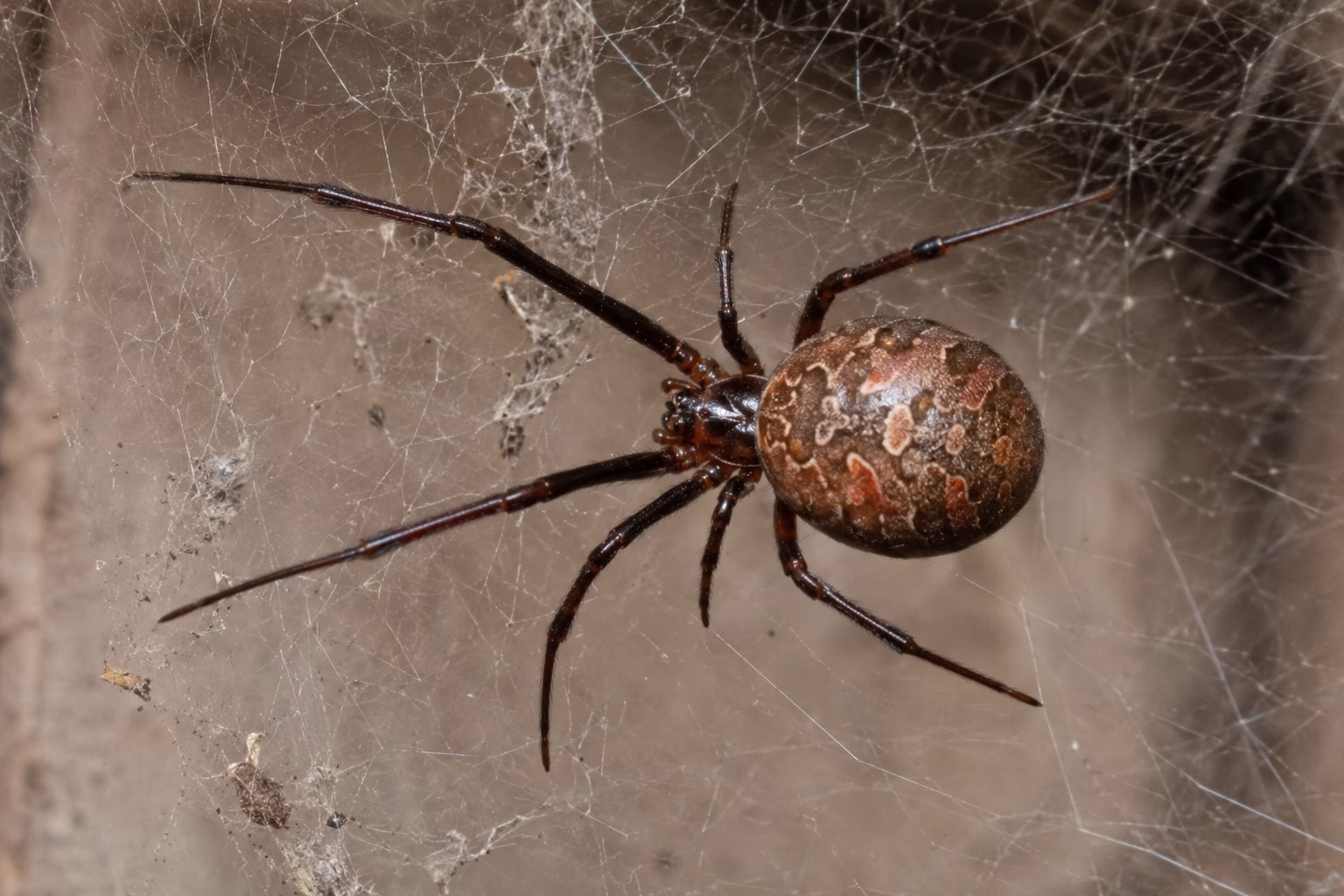 Brown Widow Spider