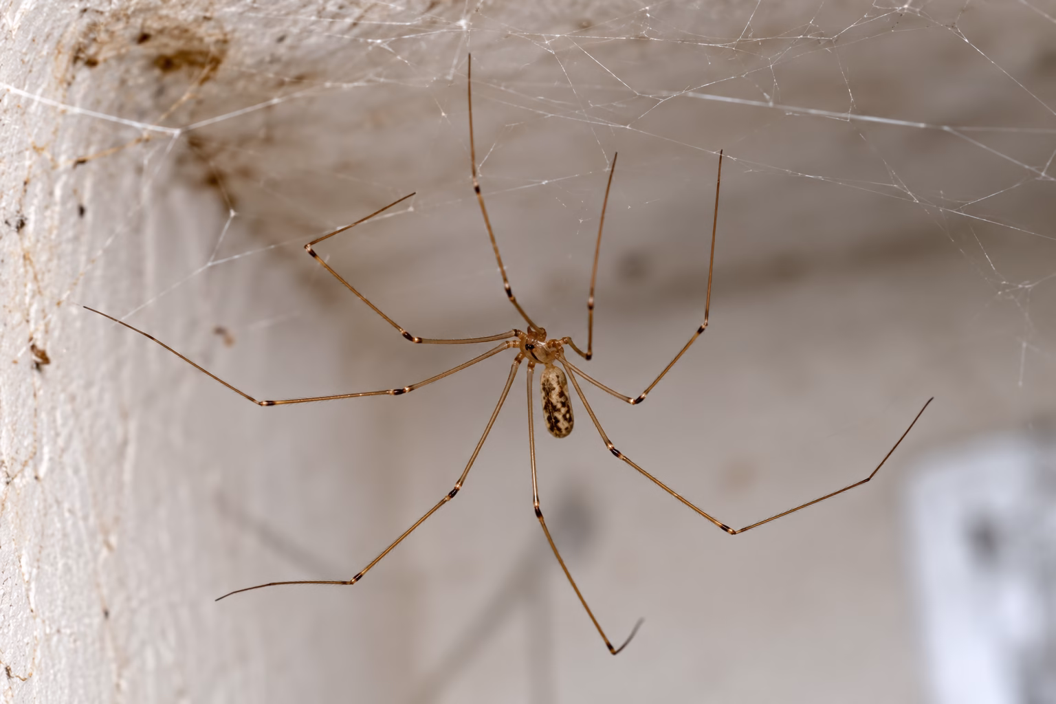 Cellar Spider