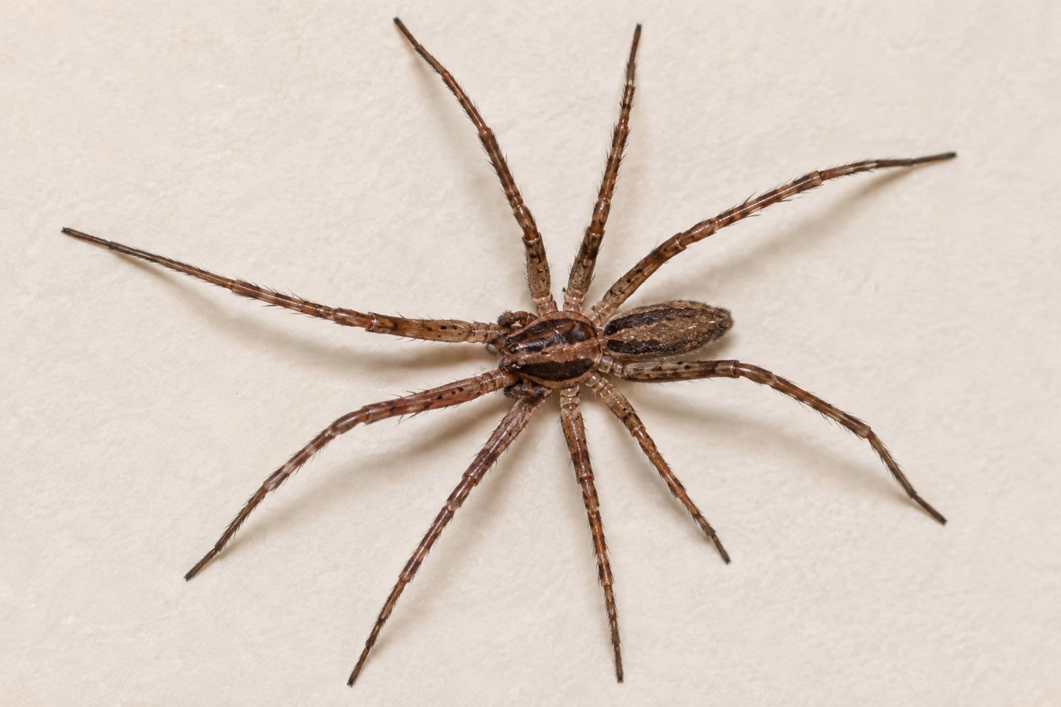 Crevice Spider