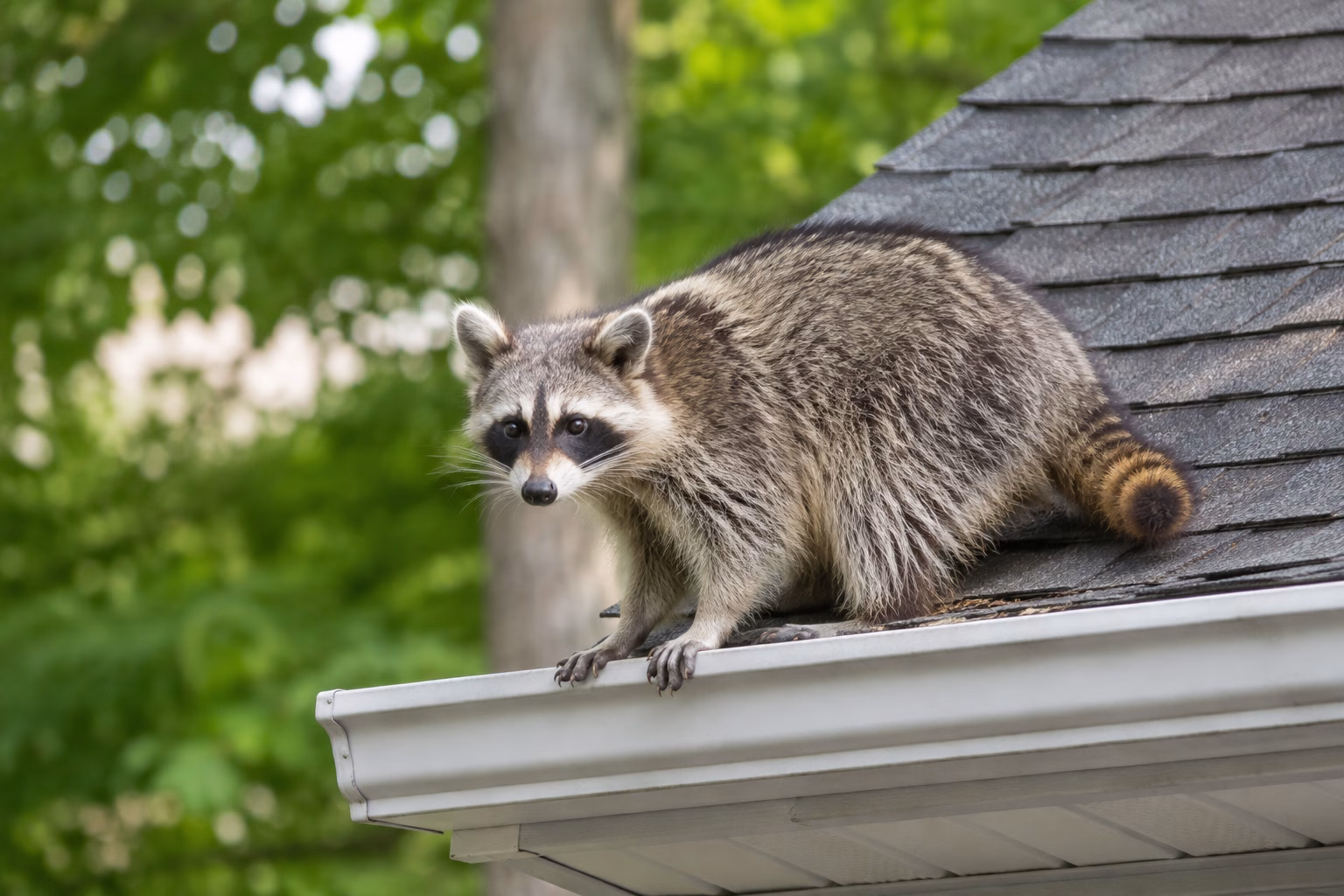 Raccoon Removal Cost in Florida