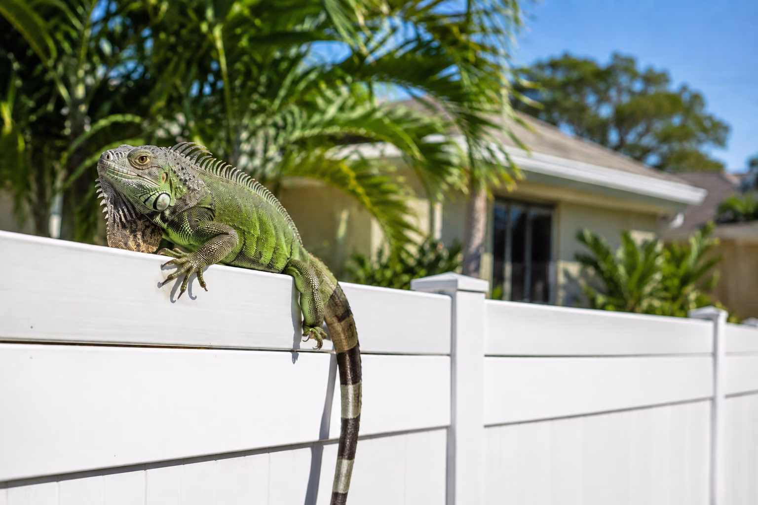 Iguana Removal Cost in Florida
