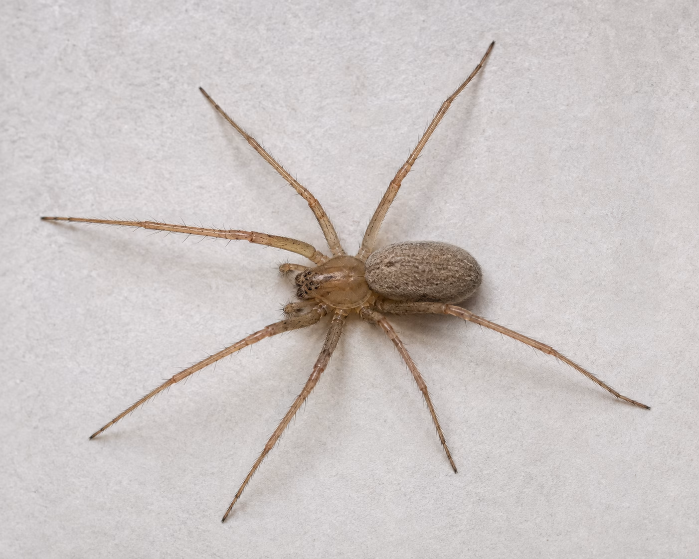 Sac Spider